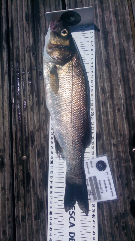 Fish Measure Picture
