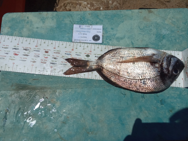Fish Measure Picture