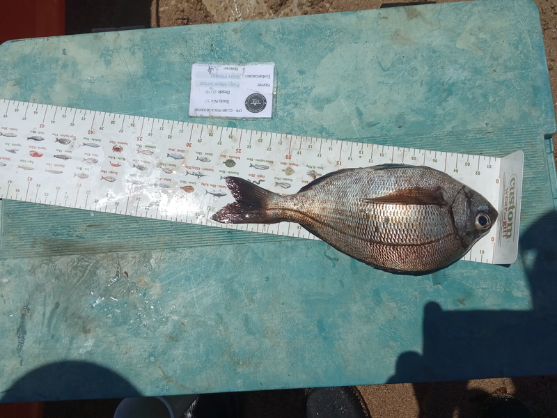 Fish Measure Picture