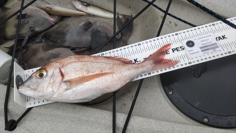 Fish Measure Picture