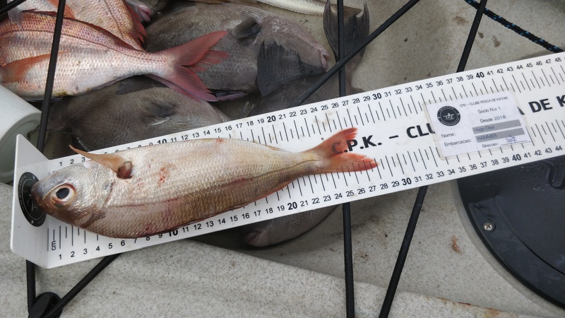 Fish Measure Picture