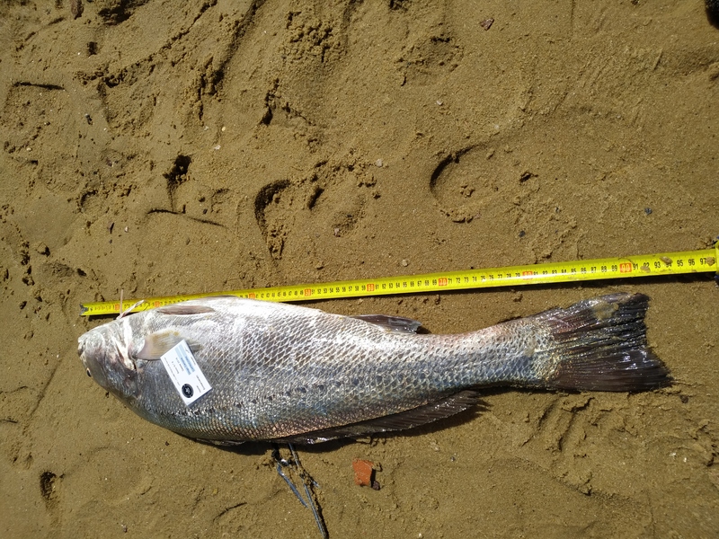 Fish Measure Picture