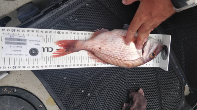 Fish Measure Picture