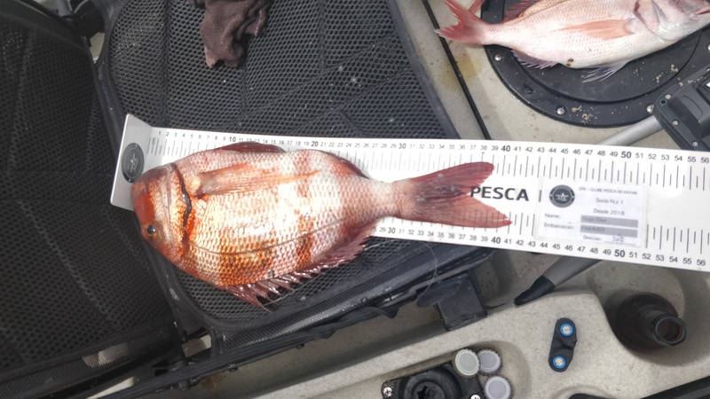 Fish Measure Picture