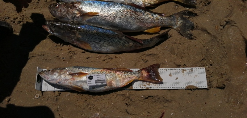 Fish Measure Picture