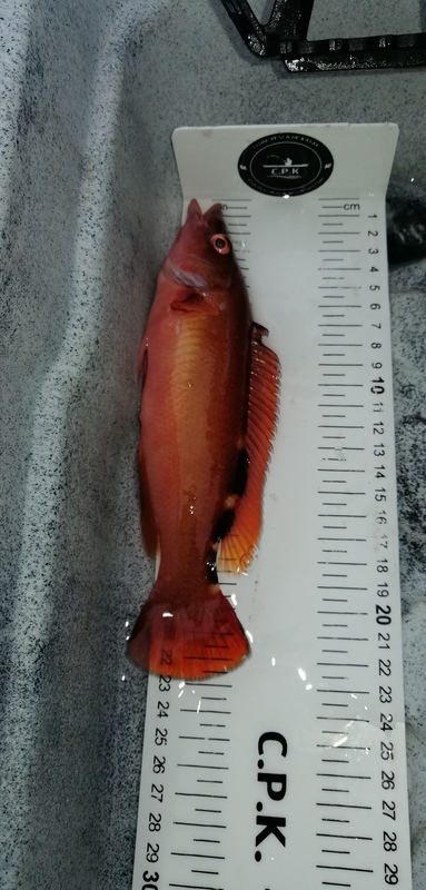 Fish Measure Picture