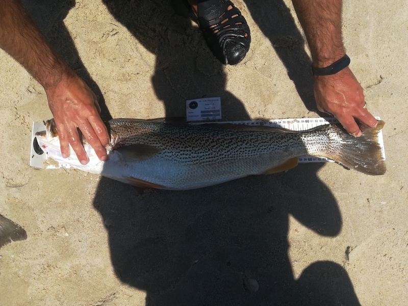 Fish Measure Picture