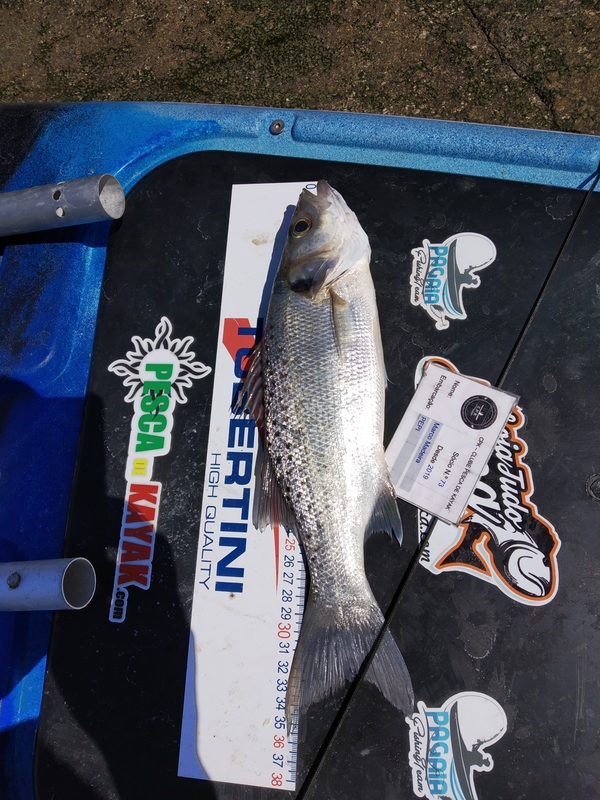 Fish Measure Picture
