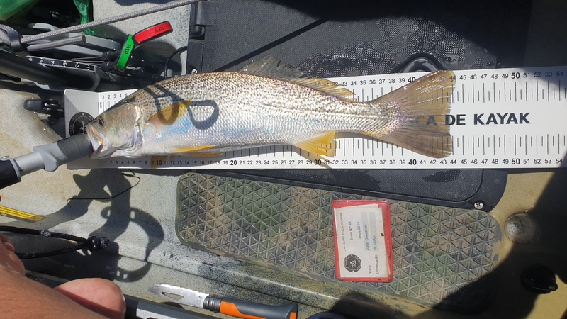 Fish Measure Picture