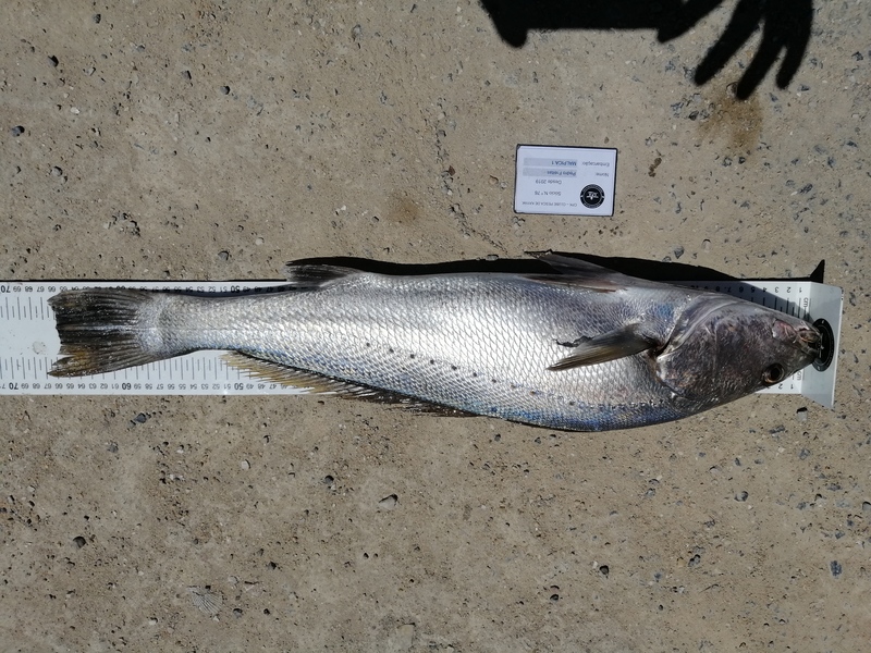 Fish Measure Picture