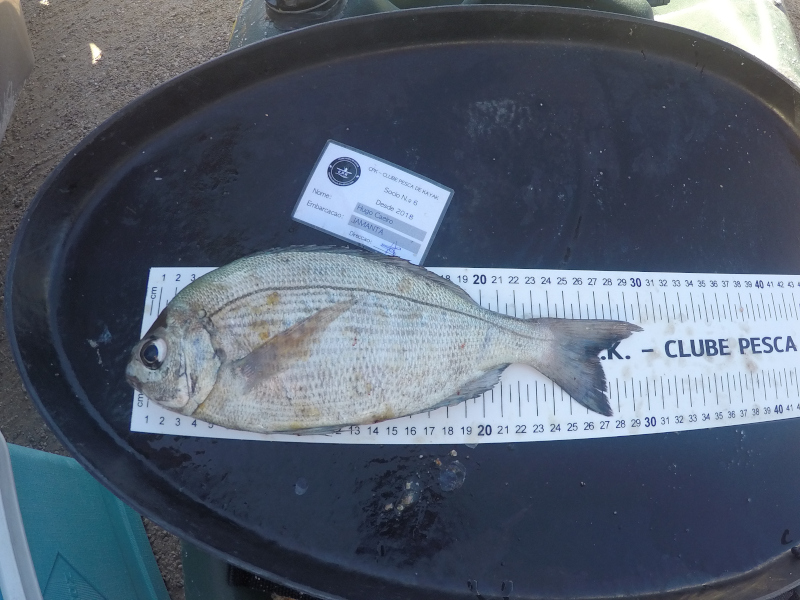 Fish Measure Picture