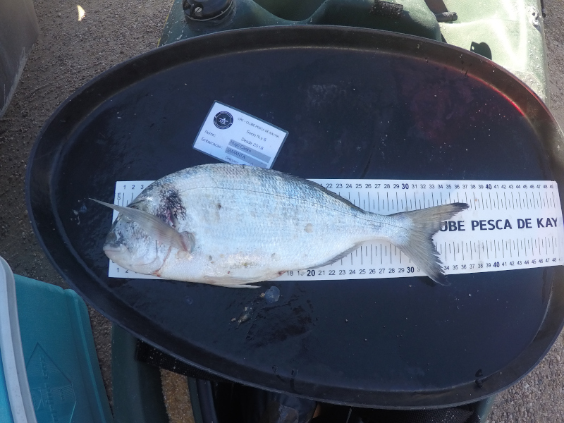 Fish Measure Picture