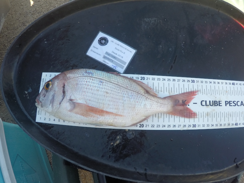 Fish Measure Picture