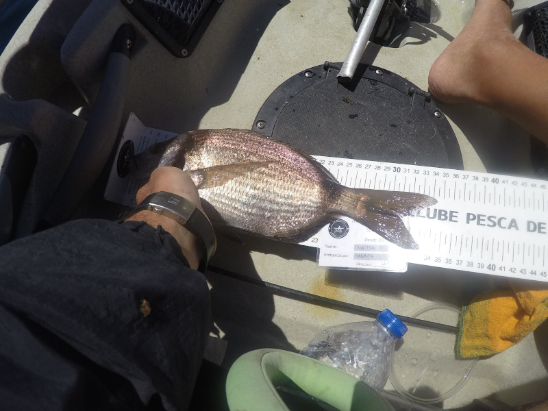 Fish Measure Picture