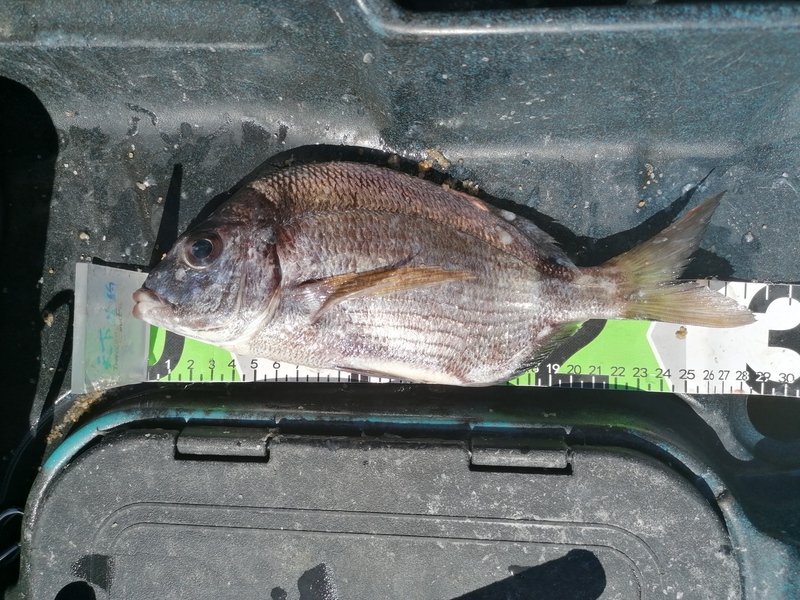 Fish Measure Picture