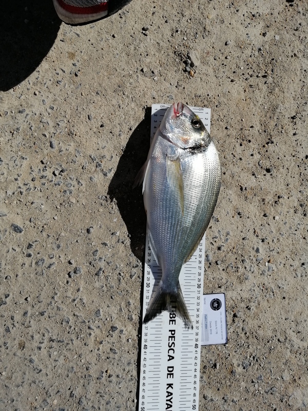 Fish Measure Picture