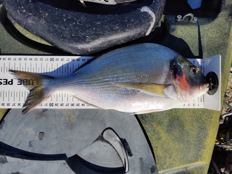 Fish Measure Picture