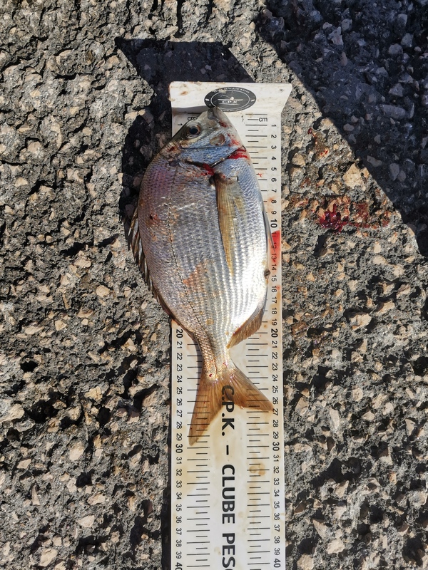 Fish Measure Picture