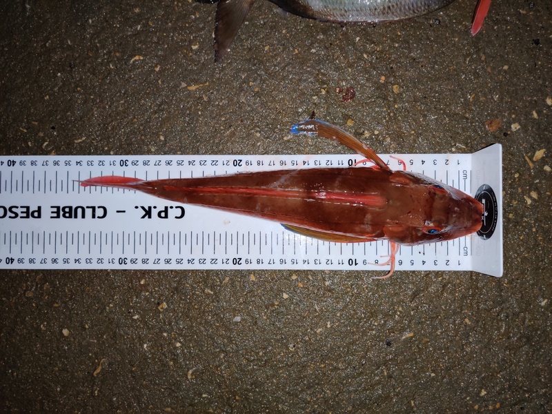 Fish Measure Picture
