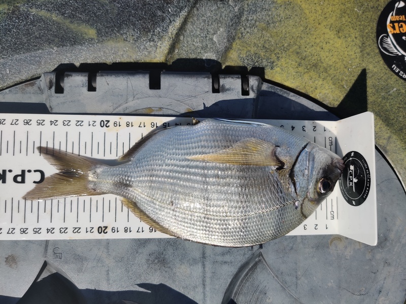 Fish Measure Picture