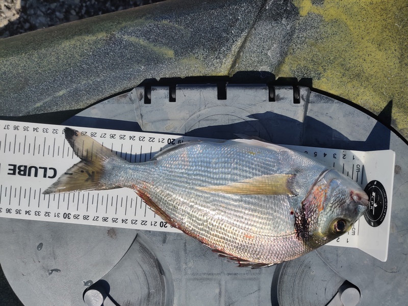 Fish Measure Picture