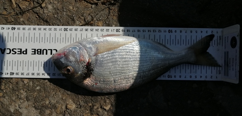 Fish Measure Picture