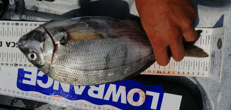 Fish Measure Picture