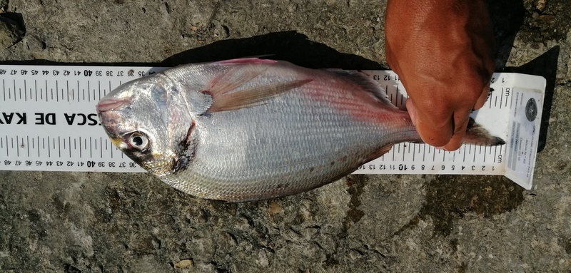 Fish Measure Picture