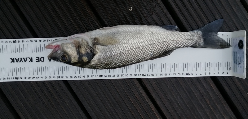 Fish Measure Picture