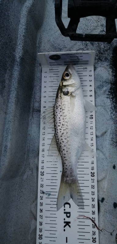 Fish Measure Picture