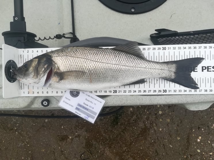 Fish Measure Picture