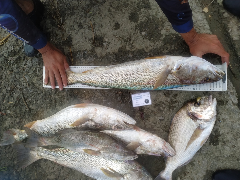 Fish Measure Picture