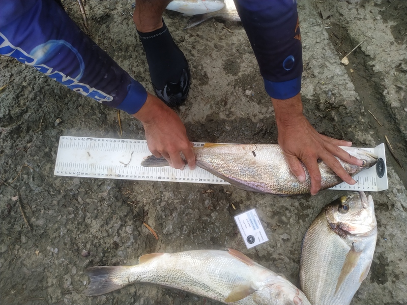 Fish Measure Picture