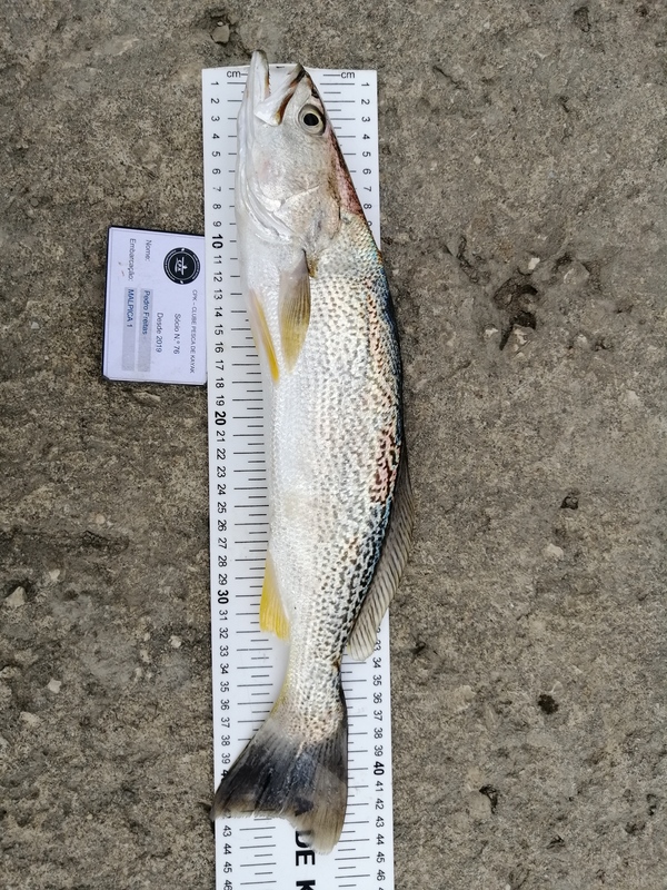 Fish Measure Picture
