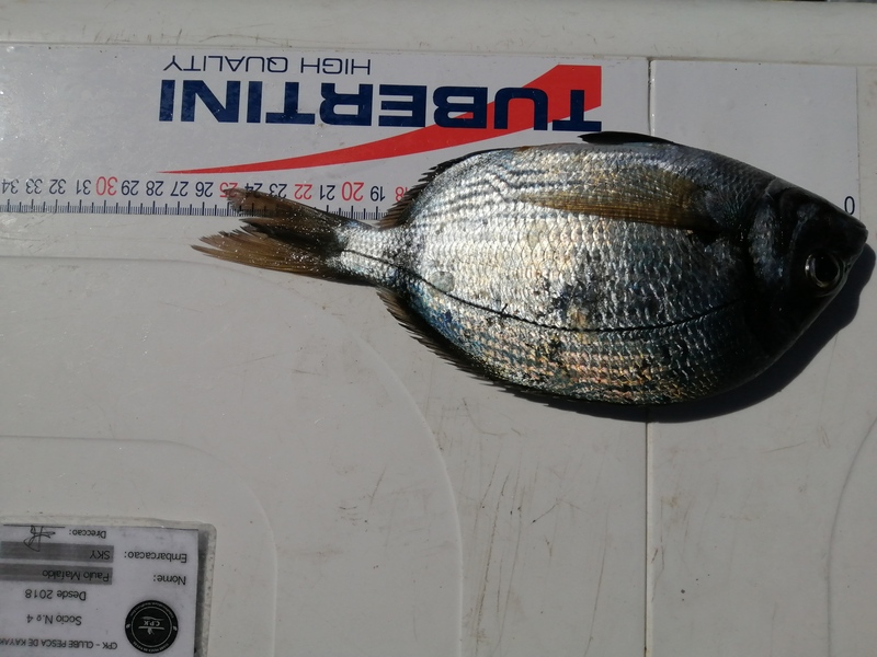 Fish Measure Picture