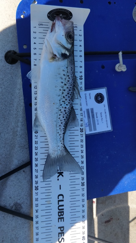 Fish Measure Picture