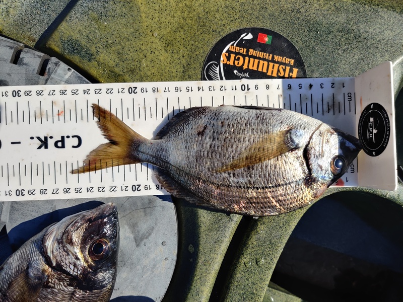 Fish Measure Picture