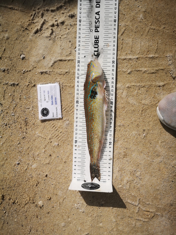 Fish Measure Picture