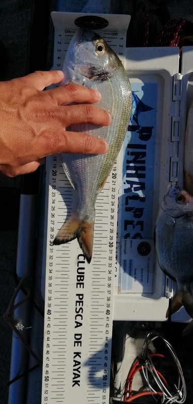 Fish Measure Picture