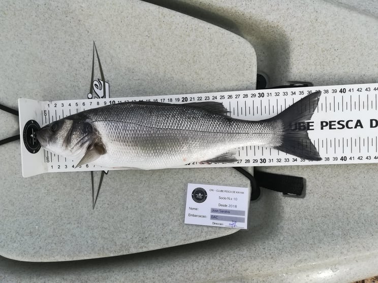 Fish Measure Picture