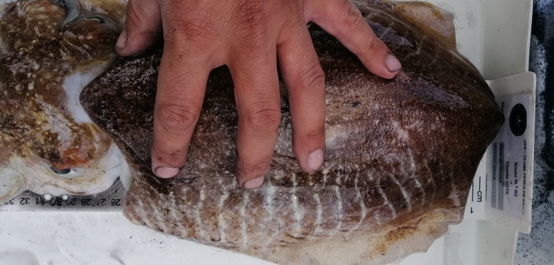 Fish Measure Picture