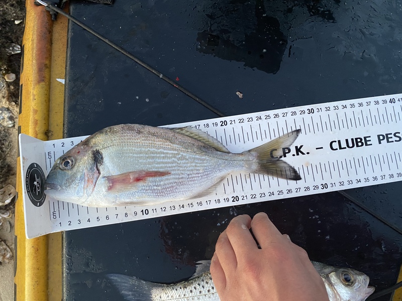 Fish Measure Picture