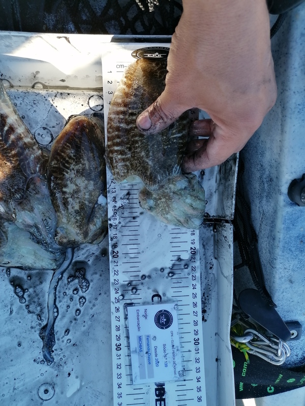 Fish Measure Picture
