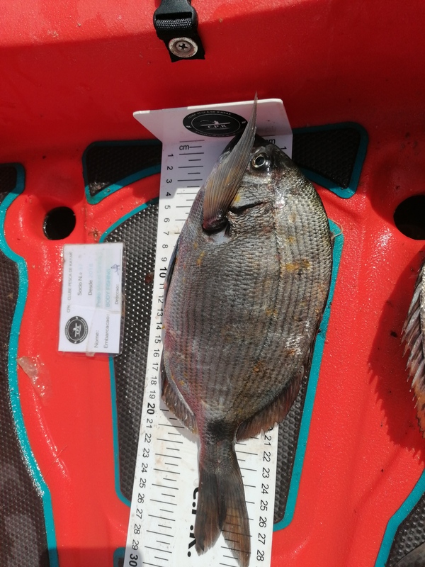 Fish Measure Picture