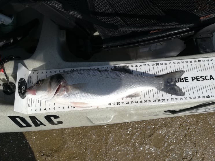 Fish Measure Picture