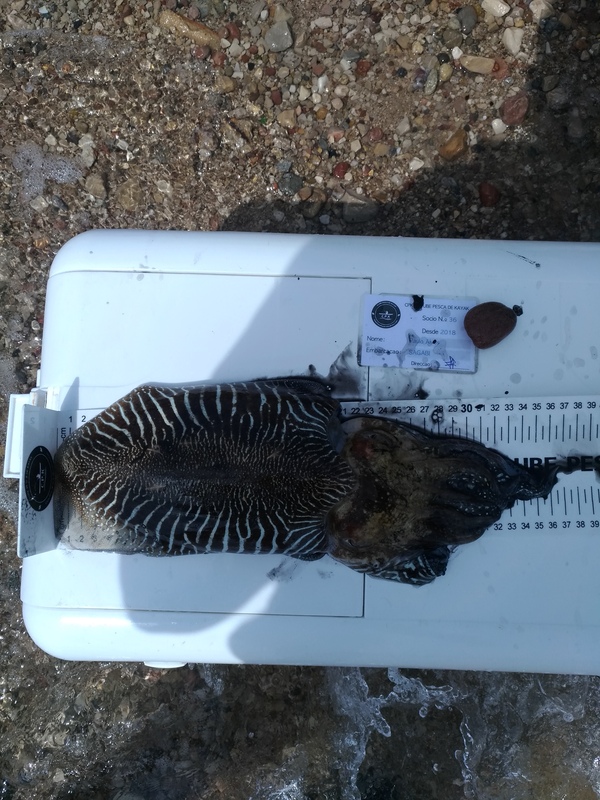 Fish Measure Picture