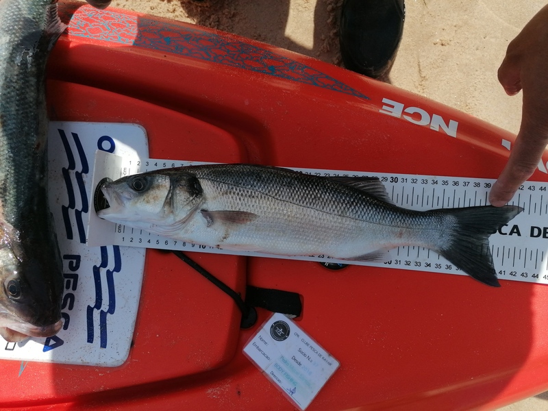 Fish Measure Picture