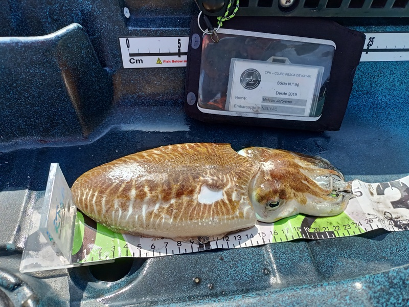 Fish Measure Picture