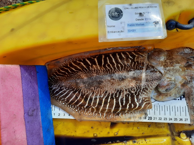 Fish Measure Picture
