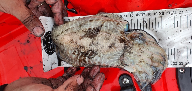 Fish Profile Picture
